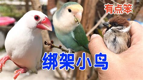 斑鳩飛到家裡代表什麼|斑鳩飛到家裡的寓意,斑鳩飛到家裡預兆好不好